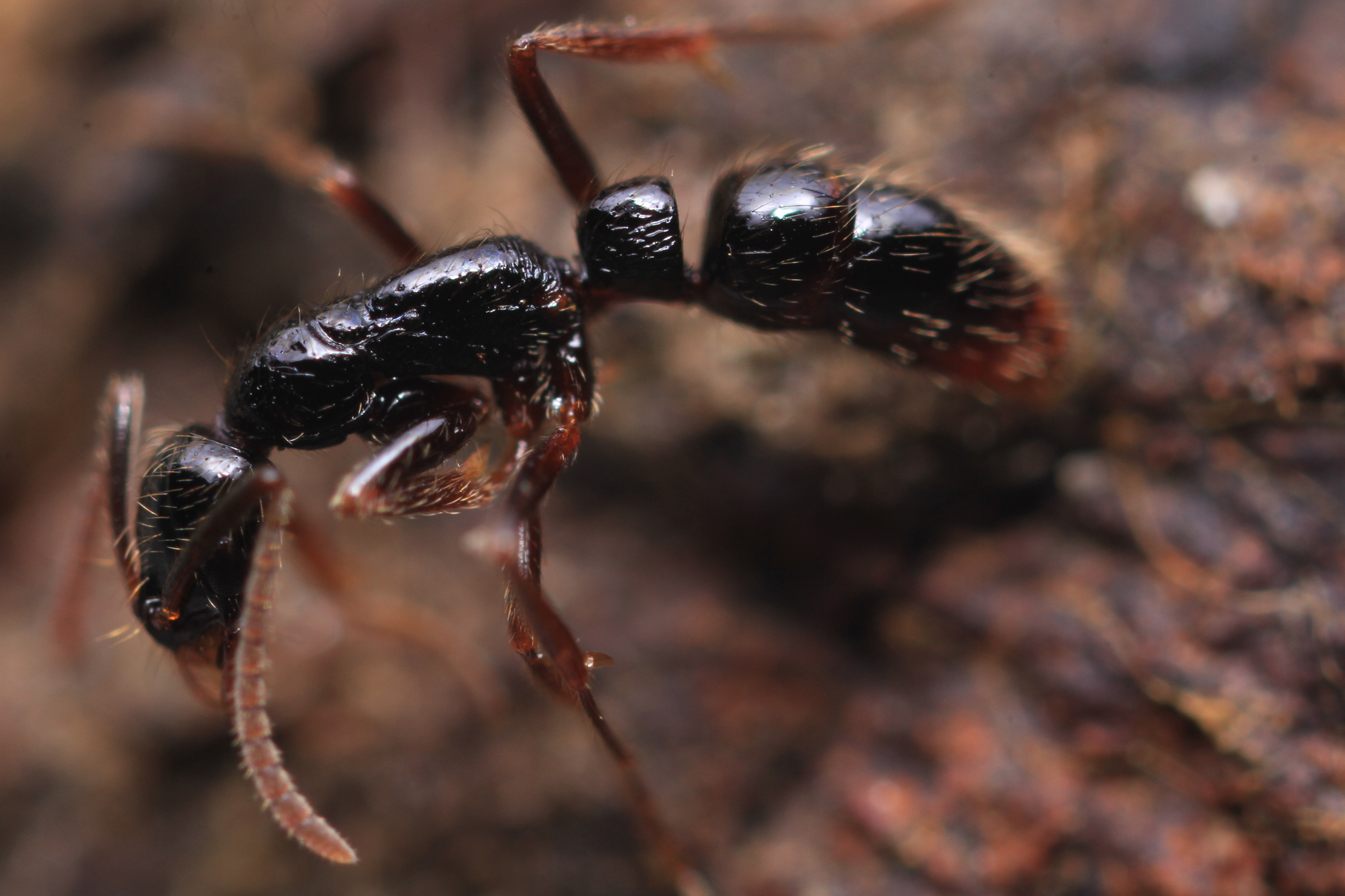 Leptogenys arcuata