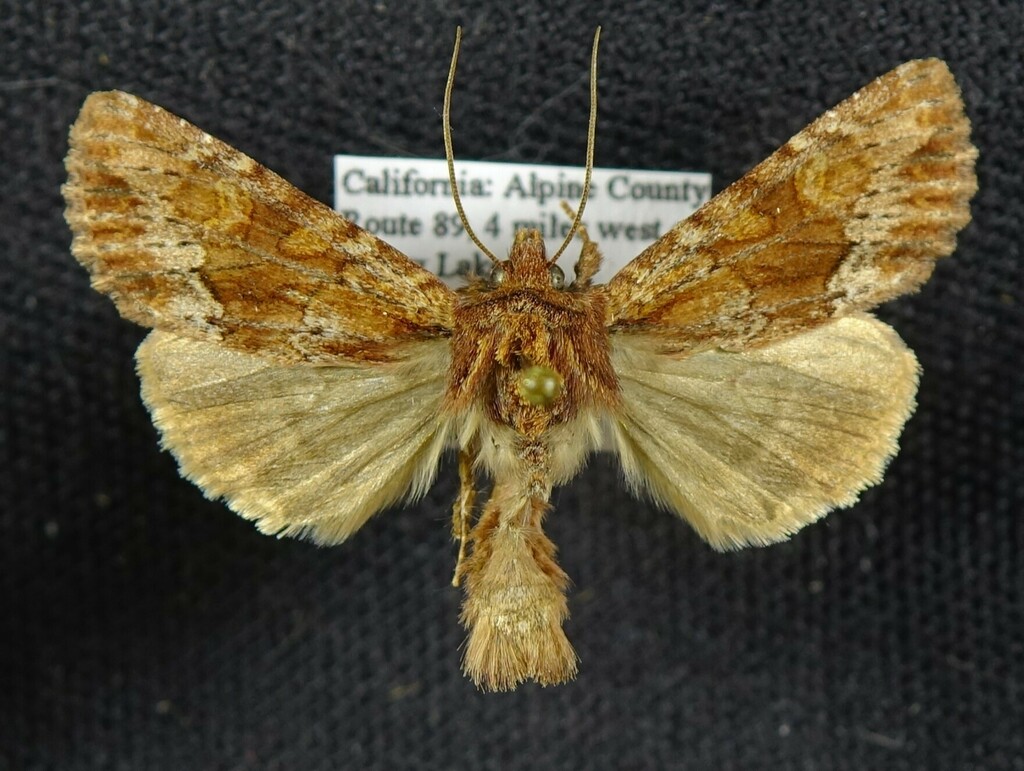 Apamea auranticolor