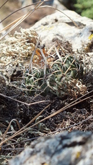 Echinofossulocactus zacatecasensis
