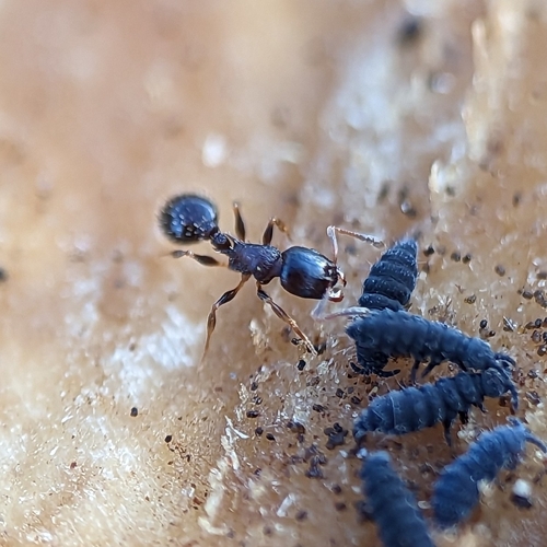 Long-spined Acorn Ant photo 4