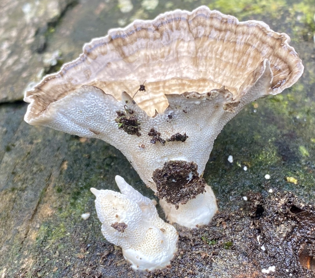 Trametes menziesii · February 2023 · photo: © heimatlos (iNaturalist, cc0)