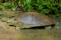 Apalone spinifera emoryi