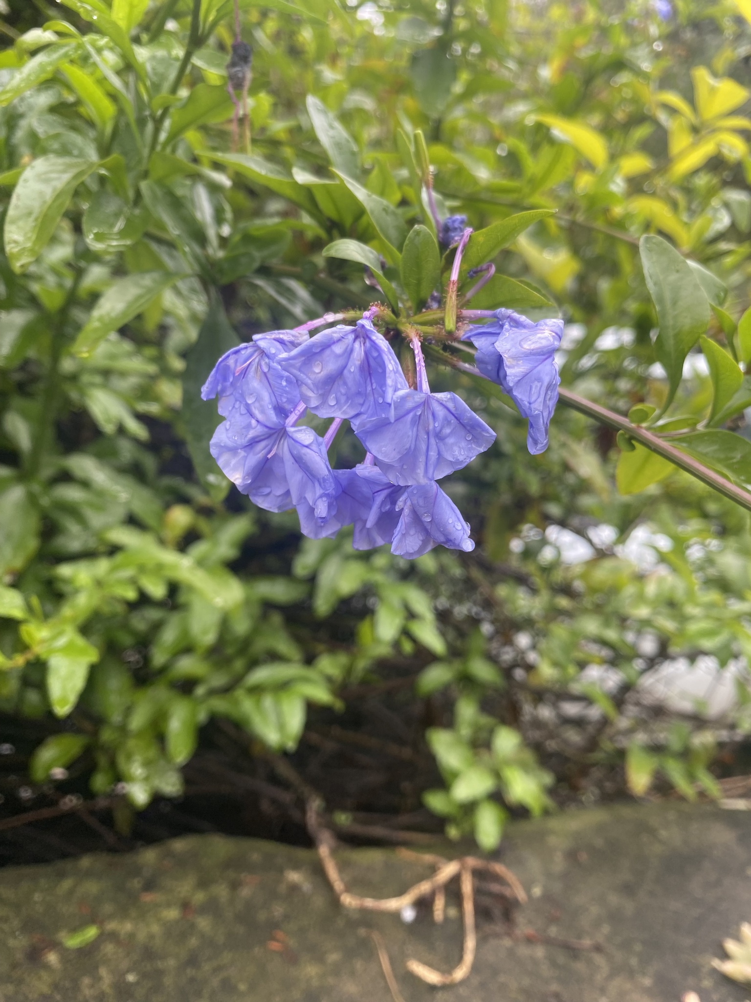 Plumbago image