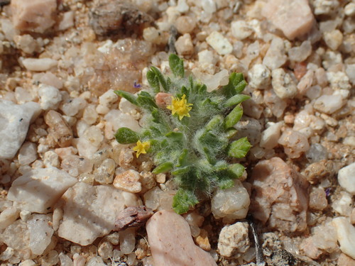 Image of Eriophyllum mohavense by (c) Justin Paulin, some rights reserved (CC BY)