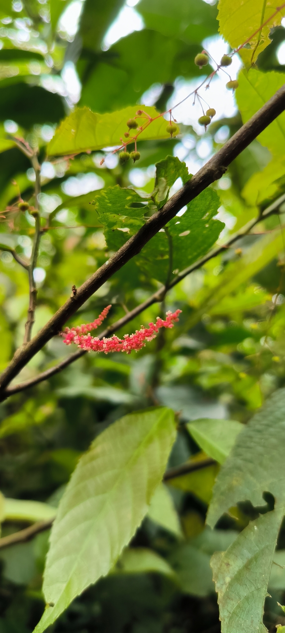 Acalypha schlechtendaliana