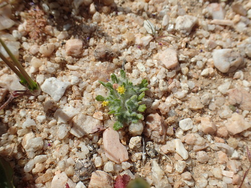 Image of Eriophyllum mohavense by (c) Justin Paulin, some rights reserved (CC BY)