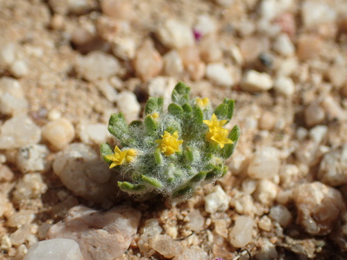 Image of Eriophyllum mohavense by (c) Justin Paulin, some rights reserved (CC BY)