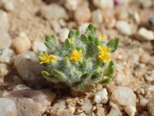 Image of Eriophyllum mohavense by (c) Justin Paulin, some rights reserved (CC BY)