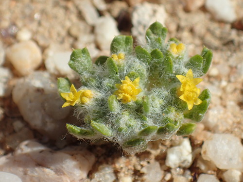 Image of Eriophyllum mohavense by (c) Justin Paulin, some rights reserved (CC BY)
