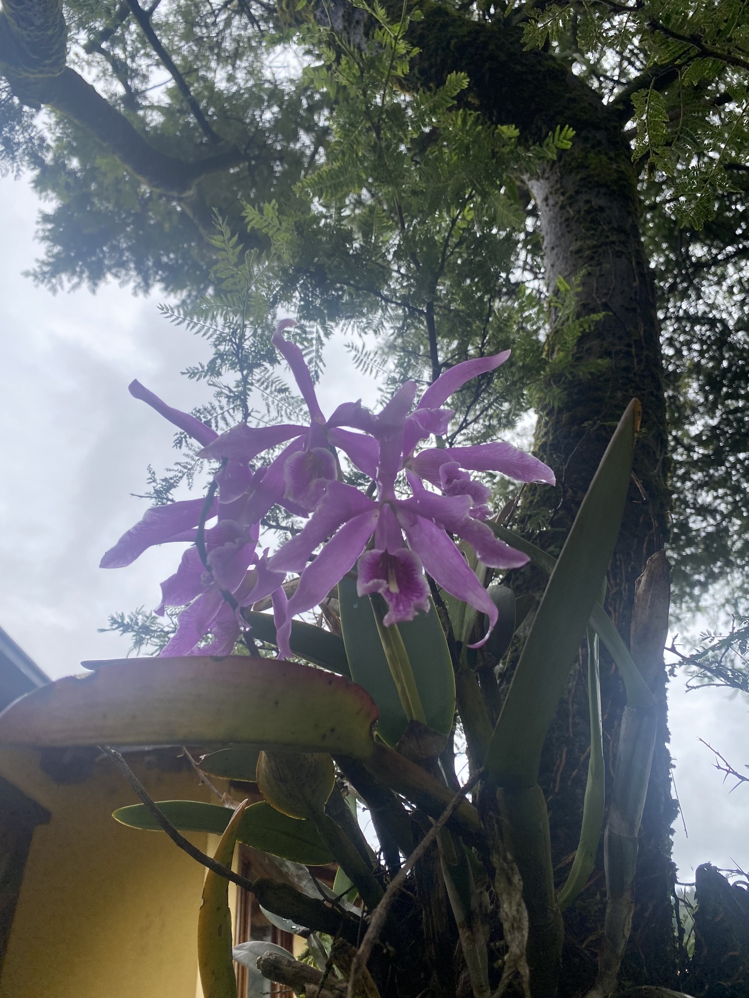 Cattleya maxima image
