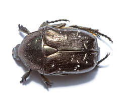 Protaetia famelica