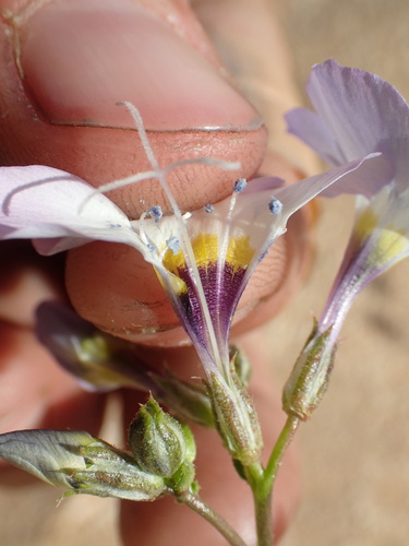 Image of Gilia latiflora by (c) Justin Paulin, some rights reserved (CC BY)