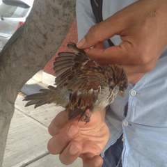 Passer domesticus