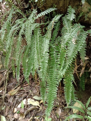 Hymenasplenium cheilosorum iNat (2)