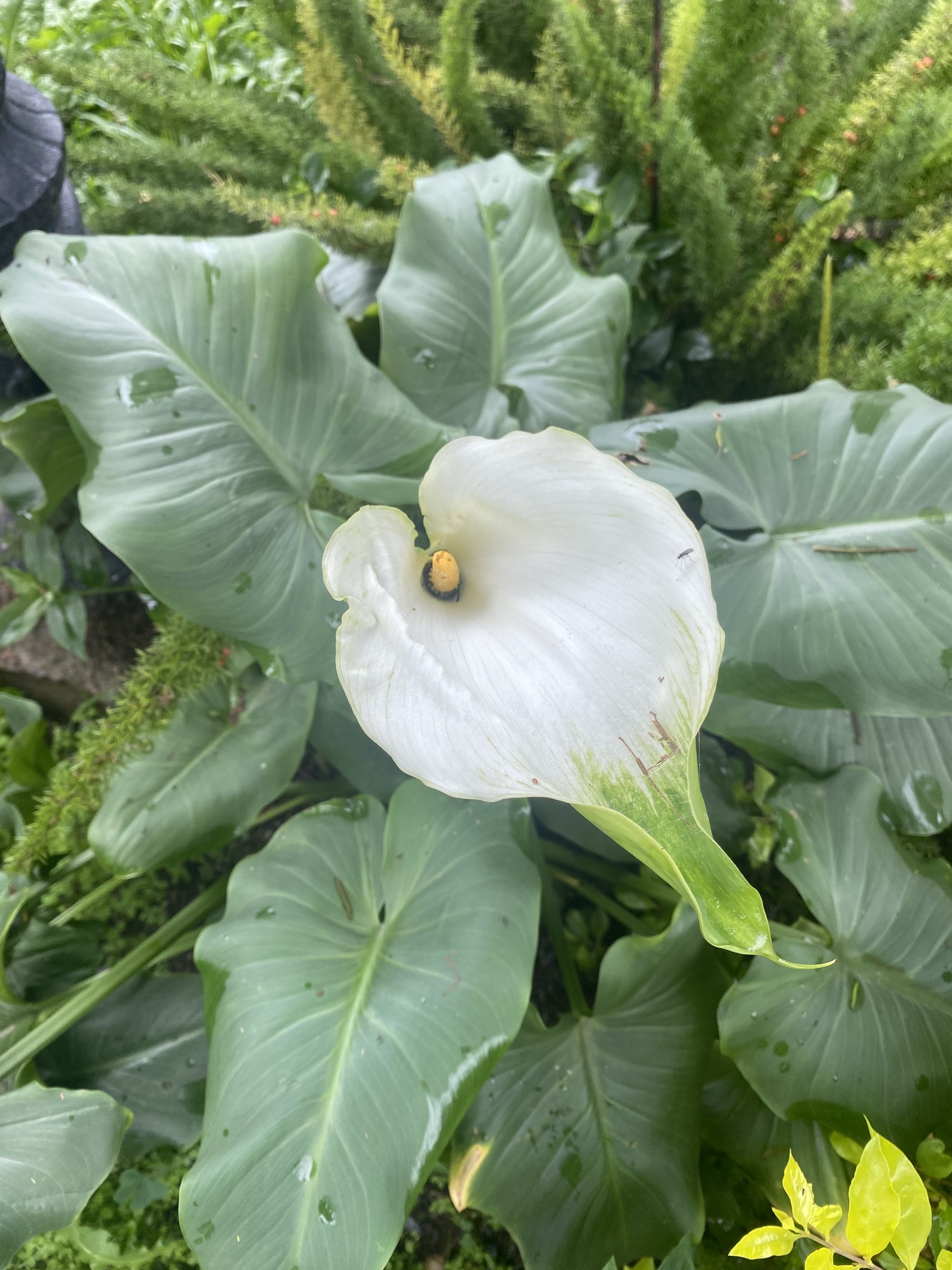 Zantedeschia aethiopica image