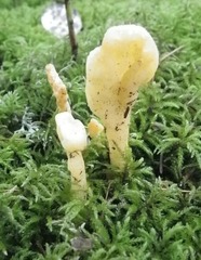 Cudoniaceae