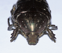 Protaetia famelica
