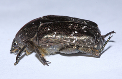 Protaetia famelica