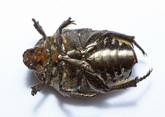 Protaetia famelica