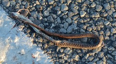 Coluber constrictor oaxaca