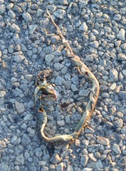 Coluber constrictor oaxaca