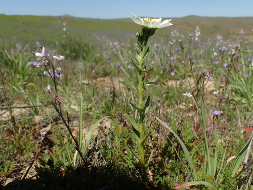 Image of Layia heterotricha by (c) Justin Paulin, some rights reserved (CC BY)