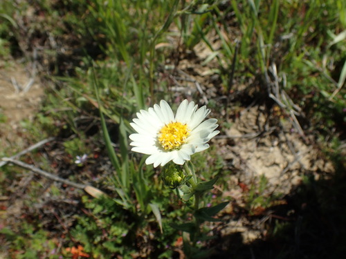 Image of Layia heterotricha by (c) Justin Paulin, some rights reserved (CC BY)