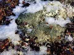 Alectoria ochroleuca