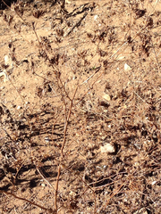 Cordylanthus rigidus