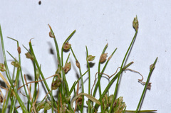 Isolepis platycarpa