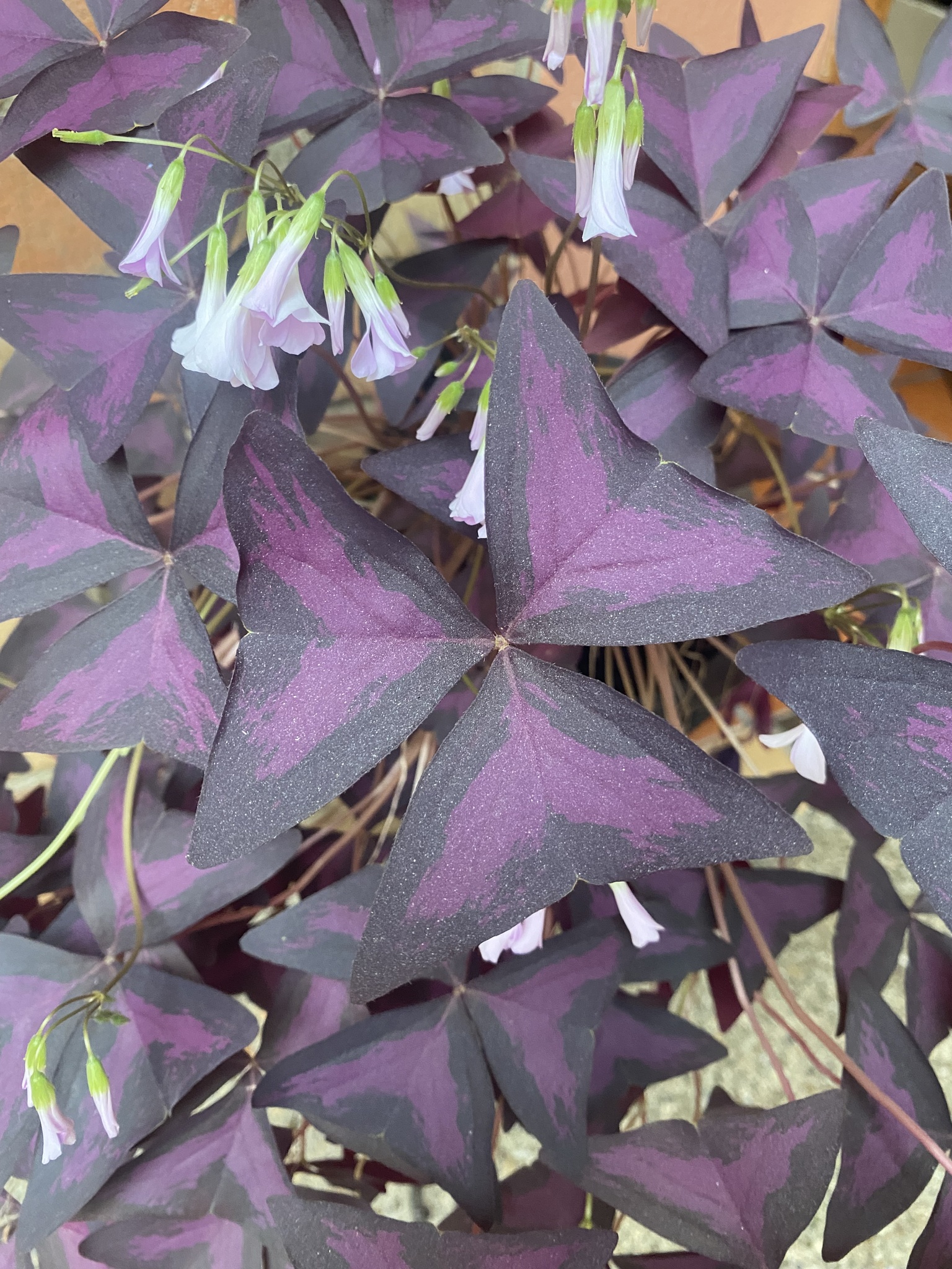 Oxalis triangularis image