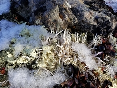 Thamnolia vermicularis vermicularis