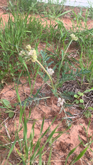 Vesper macrorhizus, photograph CH Hemphill, CC BY, iNaturalist via GBIF
