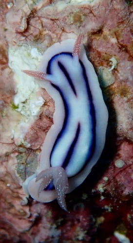 Chromodoris lochi
