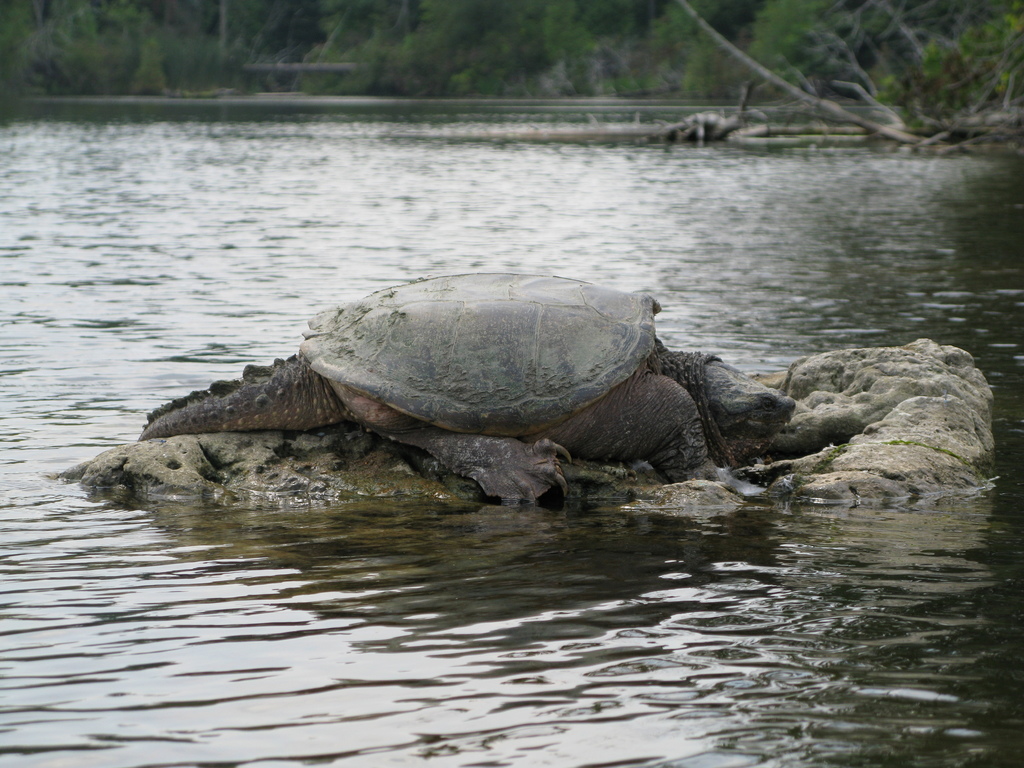 Common Snapping Turtle (Amphibians and Reptiles of Seney National Wildlife  Refuge) · iNaturalist