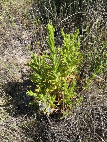 California pearly everlasting foliage