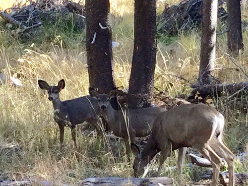 iNaturalist observation photo of Mule Deer