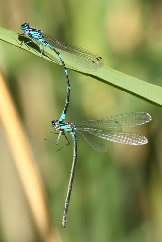 Variable Bluet