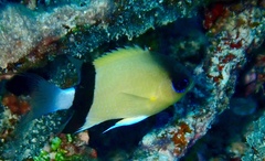 Pycnochromis retrofasciatus