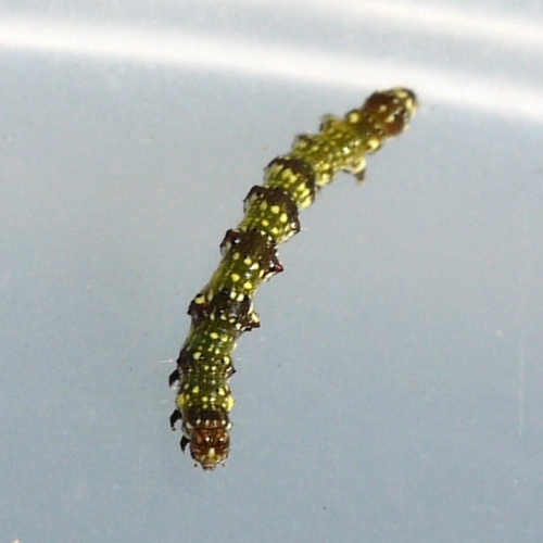 Ponometia erastrioides