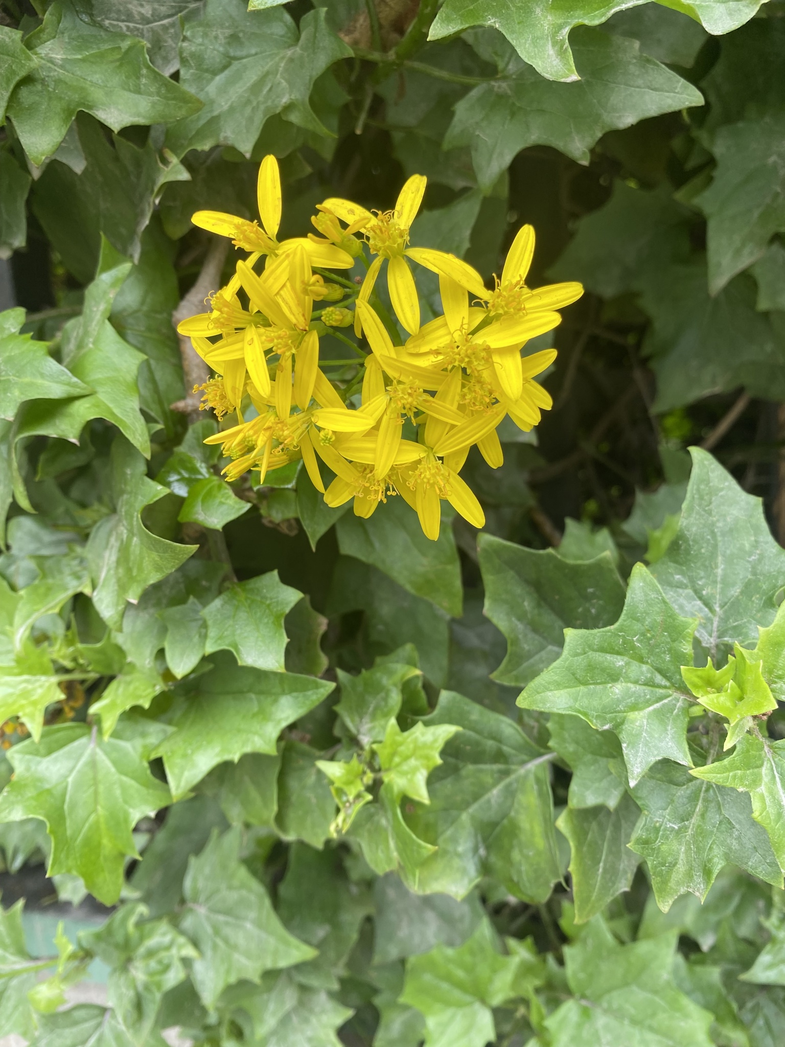 Senecio image