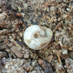 Sonorelix borregoensis