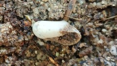 Sonorelix borregoensis