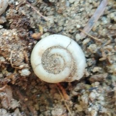 Sonorelix borregoensis