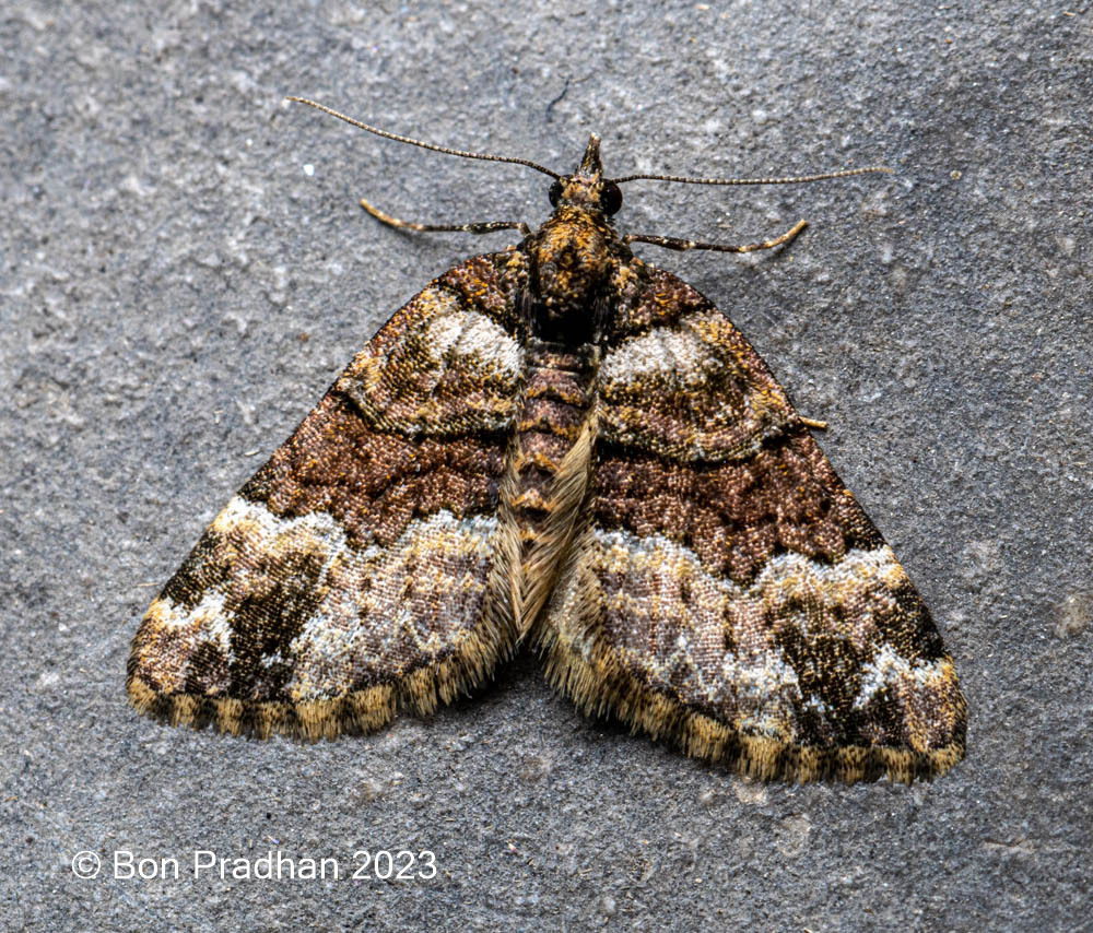 Perizoma subbicolor