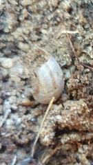 Sonorelix borregoensis