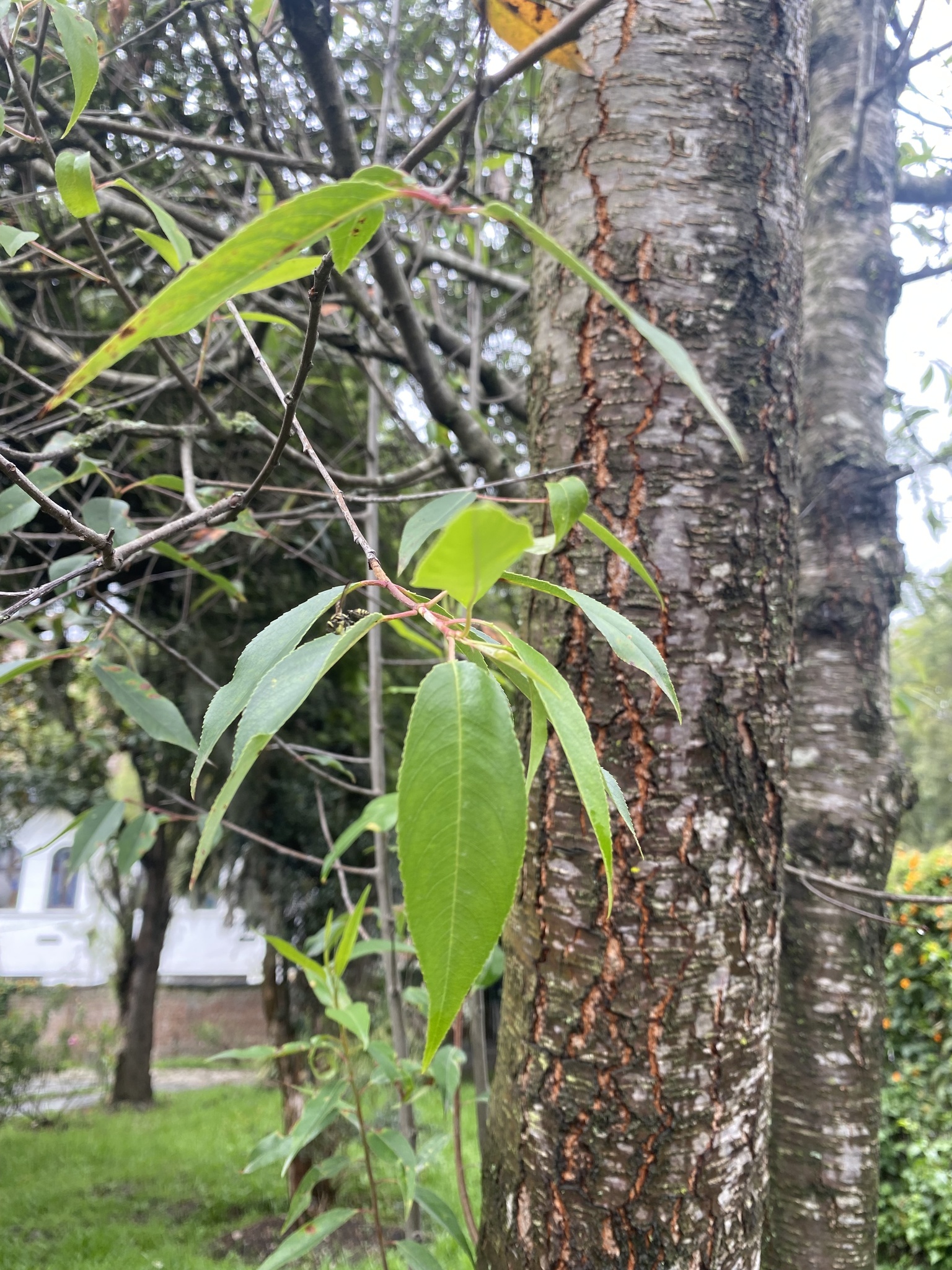 Prunus serotina image