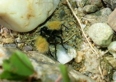 Dasymutilla californica