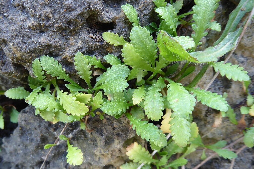 Hairless Leptinella from Goodwood, New Zealand on April 08, 2023 at 12