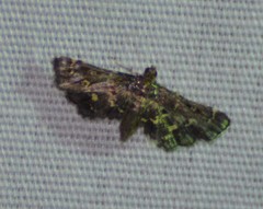Eurrhyparodes lygdamis